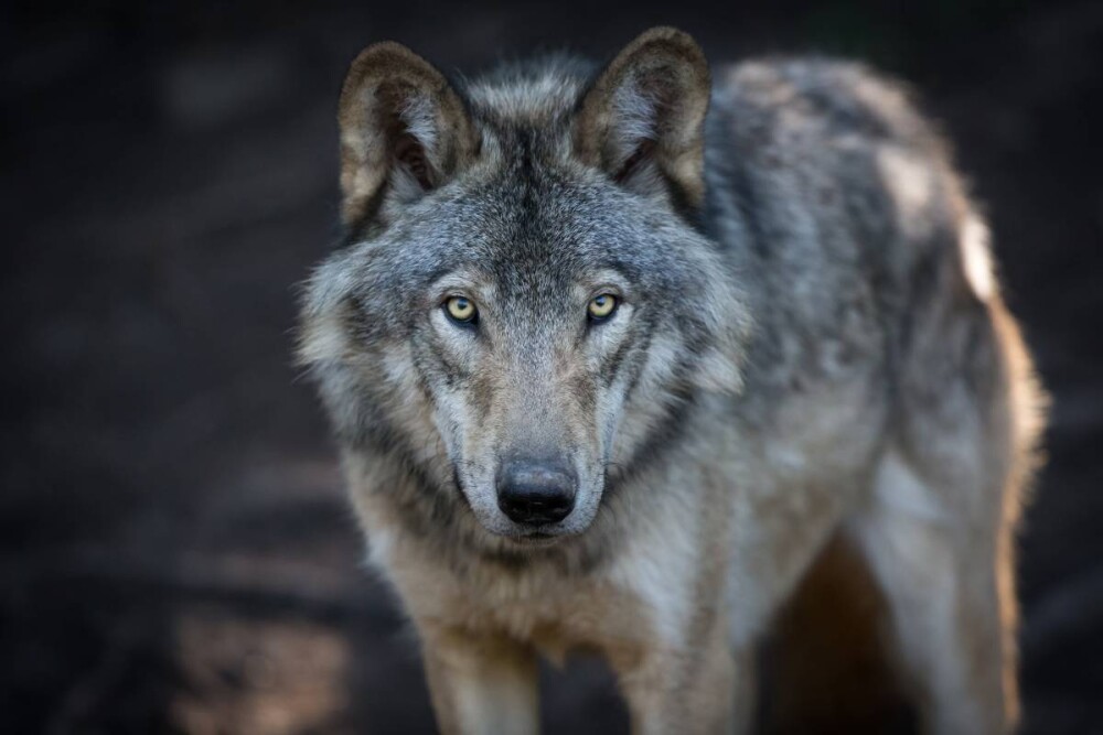 Postępowanie w przypadku pojawienia się wilków na terenie miasta Jarosławia