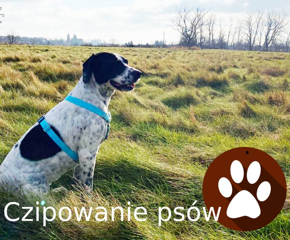 Darmowe czipowanie psów