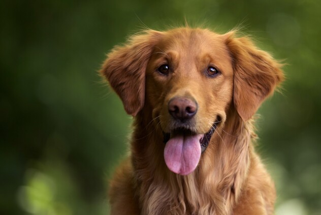 A selective focus shot of an adorable golden retriever outdoors