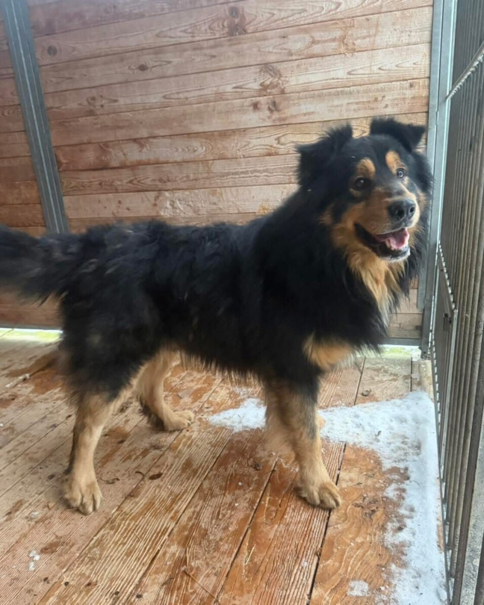 Szukamy właścicieli