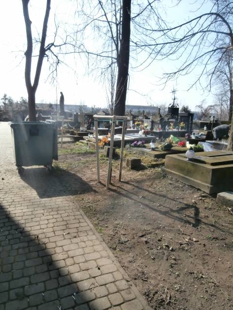 Nasadzenia grabów na Starym Cmentarzu