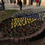 Na rabacie przy ulicy Grunwaldzkiej z bratków zostało skomponowane serce w kolorach flagi Ukrainy. 